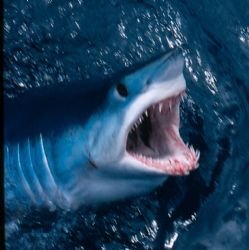 Another shot of the mako seen at the Neptune Island of So... by Craig Scott 